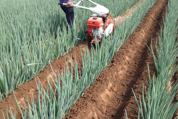 山东大葱有多高，通常在70厘米左右