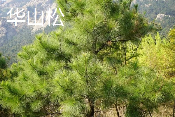 松树的常见品种，包括华山松、樟子松、落叶松、红松