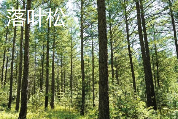 松树的常见品种，包括华山松、樟子松、落叶松、红松