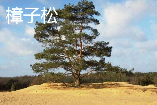 松树的常见品种，包括华山松、樟子松、落叶松、红松