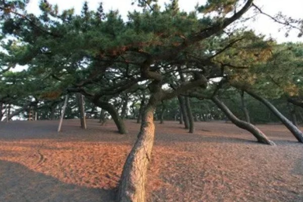 松树的常见品种，包括华山松、樟子松、落叶松、红松