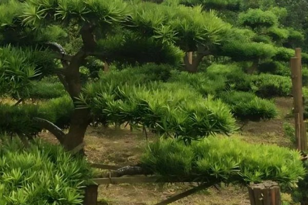 松树的常见品种，包括华山松、樟子松、落叶松、红松