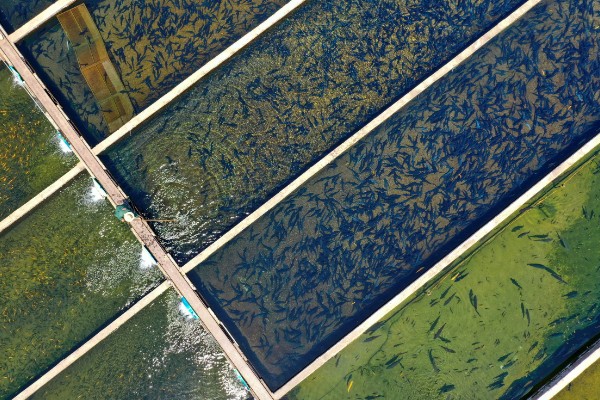 水产养殖需要哪些证，养殖证明、水面养殖证等