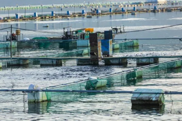 水产养殖需要哪些证，养殖证明、水面养殖证等