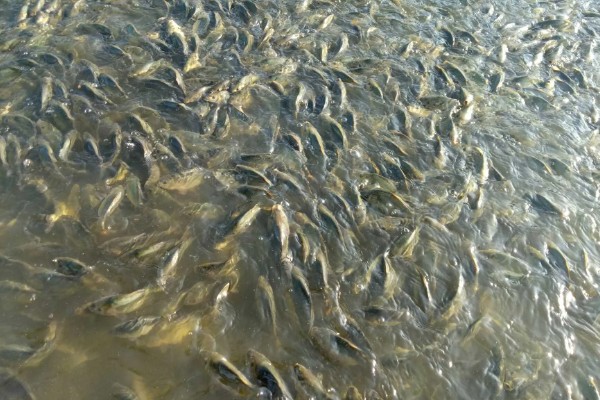 水产养殖需要哪些证，养殖证明、水面养殖证等