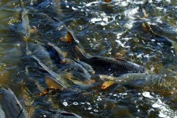 水产养殖需要哪些证，养殖证明、水面养殖证等