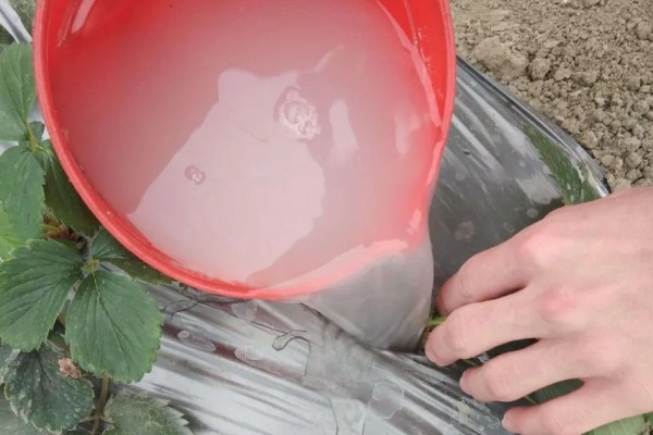 草莓烂根如何处理，需要使用专门的药剂