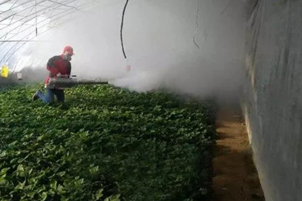 草莓烂根如何处理，需要使用专门的药剂
