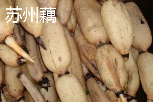 莲藕的品种,有苏州藕、杭州白花藕等