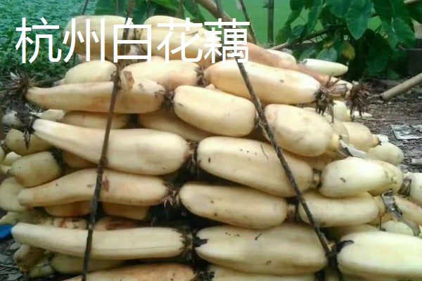 莲藕的品种,有苏州藕、杭州白花藕等