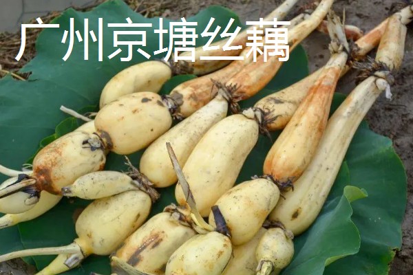 莲藕的品种,有苏州藕、杭州白花藕等