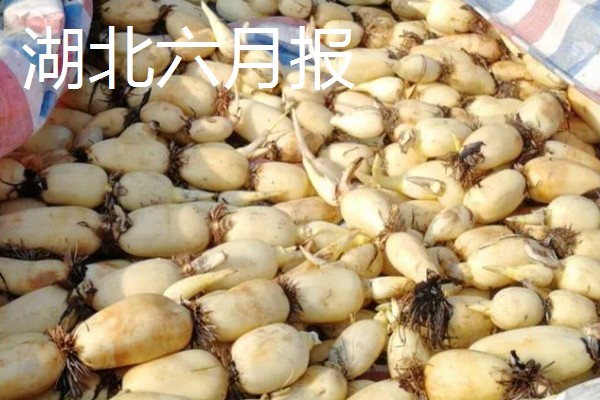 莲藕的品种,有苏州藕、杭州白花藕等