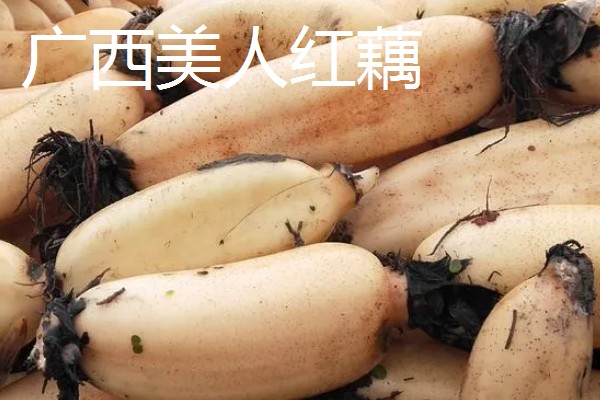 莲藕的品种,有苏州藕、杭州白花藕等