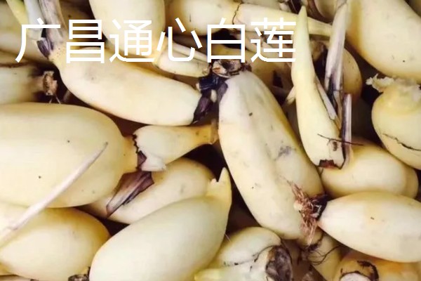莲藕的品种,有苏州藕、杭州白花藕等