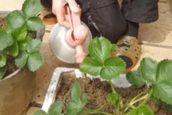 草莓烂根如何处理，需要使用专门的药剂