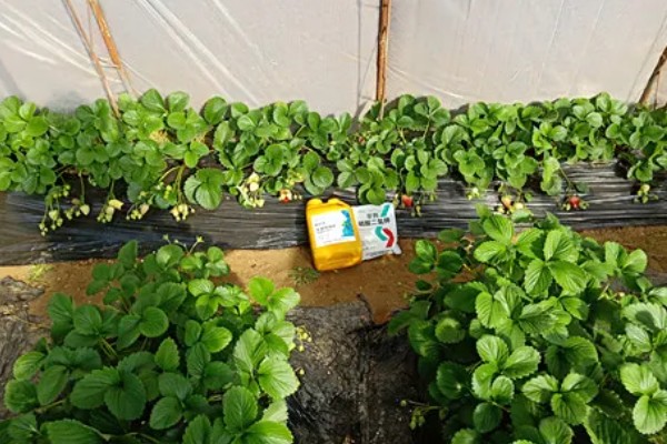 草莓烂根如何处理，需要使用专门的药剂