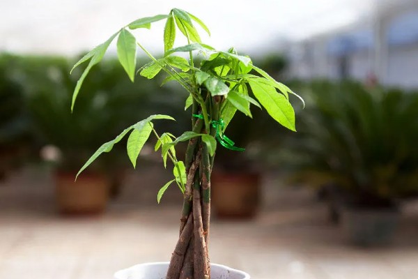 夏天养殖发财树的方法，遇到强光时要遮阴防晒