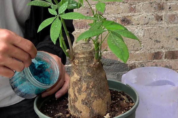 夏天养殖发财树的方法，遇到强光时要遮阴防晒