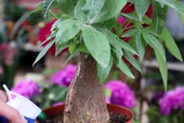 夏天养殖发财树的方法，遇到强光时要遮阴防晒