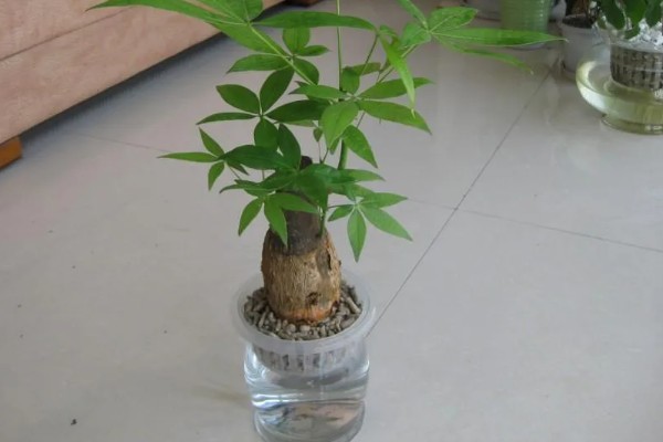 夏天养殖发财树的方法，遇到强光时要遮阴防晒