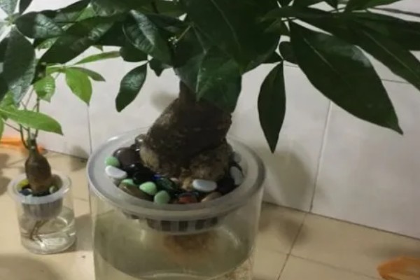 夏天养殖发财树的方法，遇到强光时要遮阴防晒