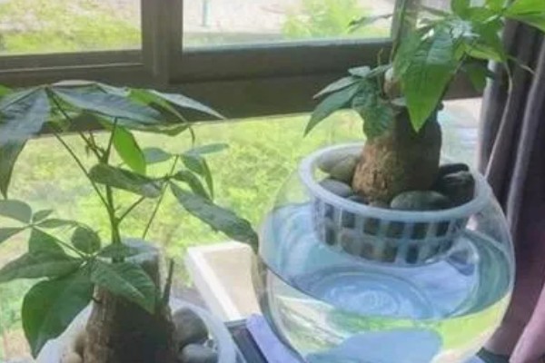 夏天养殖发财树的方法，遇到强光时要遮阴防晒