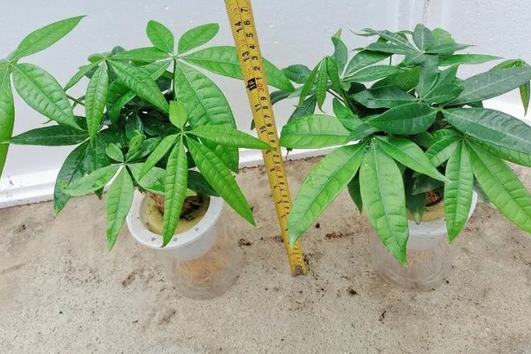 夏天养殖发财树的方法，遇到强光时要遮阴防晒