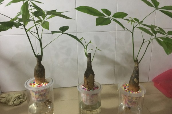 夏天养殖发财树的方法，遇到强光时要遮阴防晒