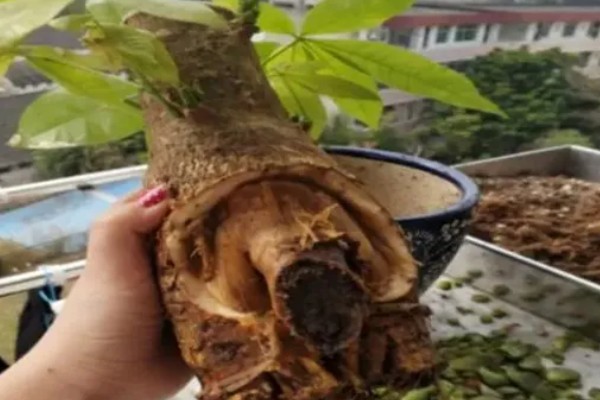 夏天养殖发财树的方法，遇到强光时要遮阴防晒