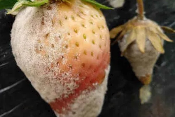 草莓烂根如何处理，需要使用专门的药剂