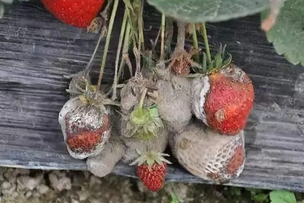 草莓烂根如何处理，需要使用专门的药剂