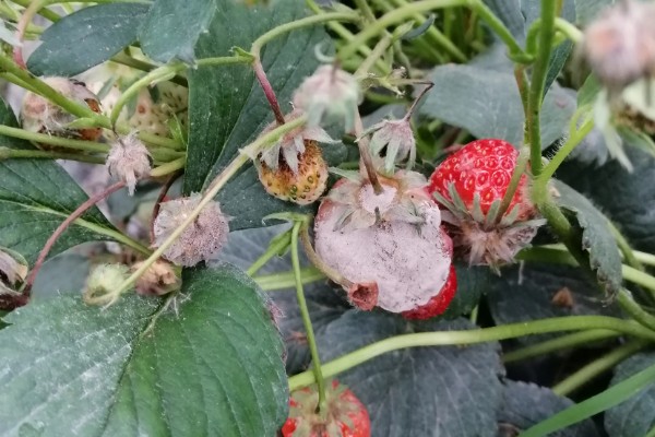 草莓烂根如何处理，需要使用专门的药剂