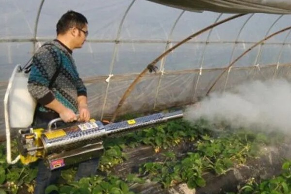 草莓烂根如何处理，需要使用专门的药剂