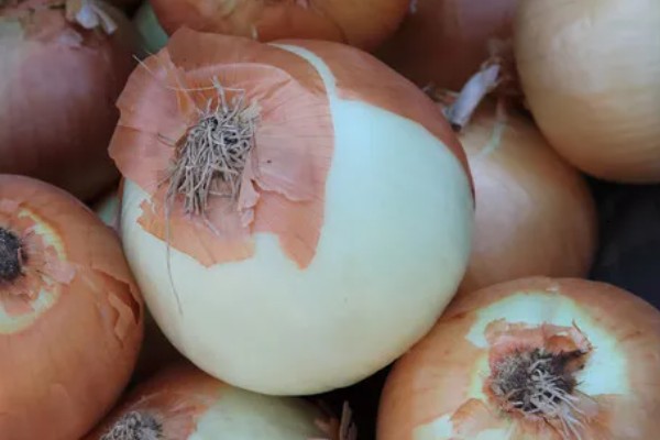 洋葱是白的好还是紫的好，各有各的优点