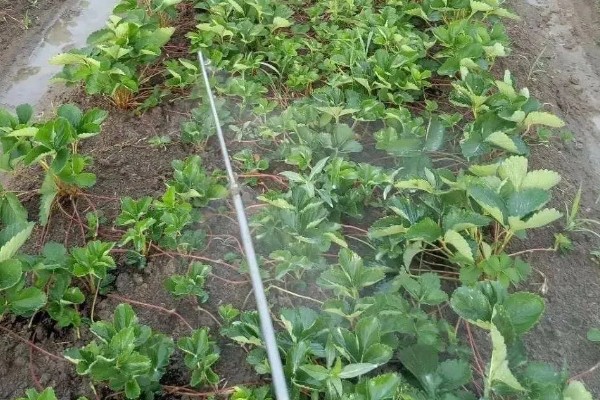 草莓烂根如何处理，需要使用专门的药剂