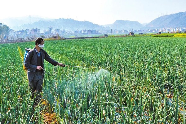 洋葱是白的好还是紫的好，各有各的优点