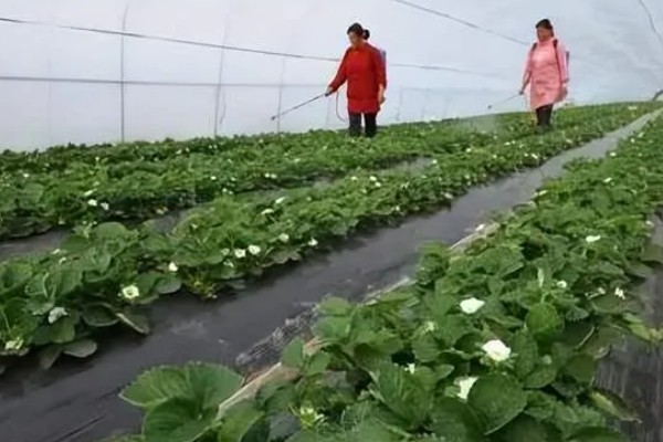 草莓烂根如何处理，需要使用专门的药剂