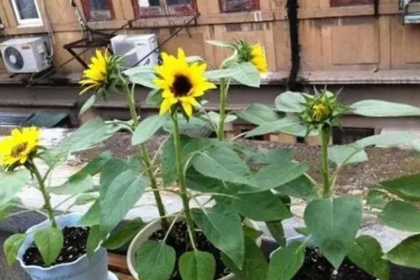 向日葵是多年生植物吗，是一年生植物