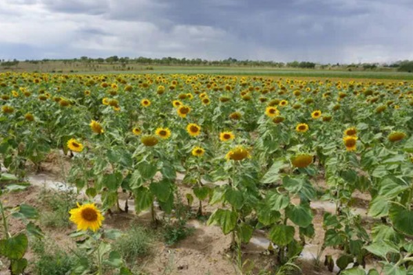 向日葵是多年生植物吗，是一年生植物