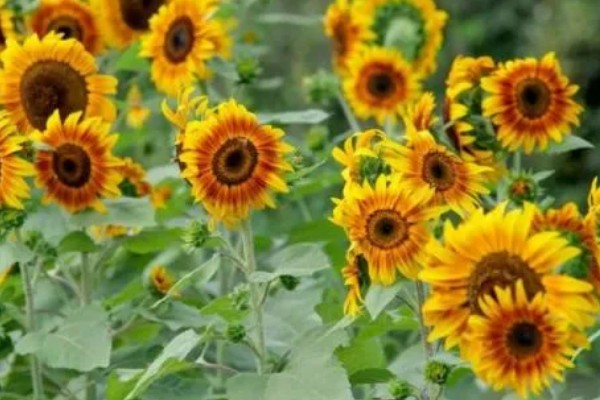 向日葵是多年生植物吗，是一年生植物