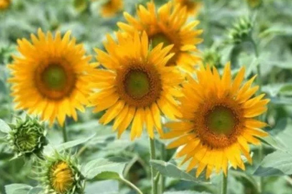 向日葵是多年生植物吗，是一年生植物