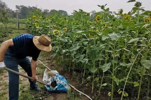 向日葵是多年生植物吗，是一年生植物