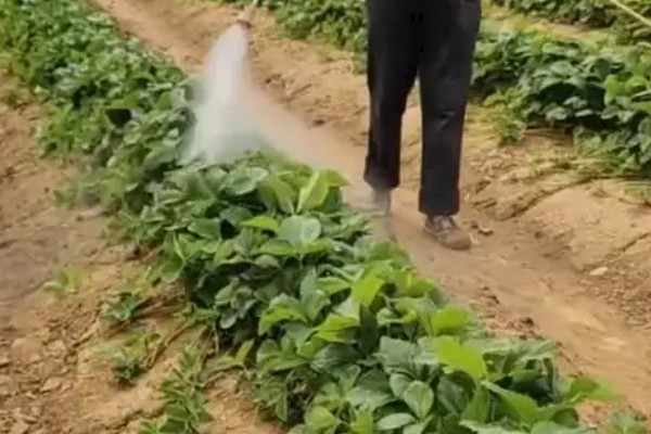 草莓烂根如何处理，需要使用专门的药剂