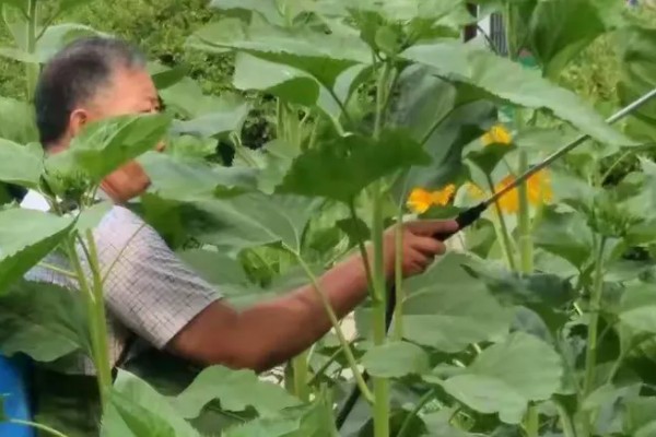 向日葵是多年生植物吗，是一年生植物
