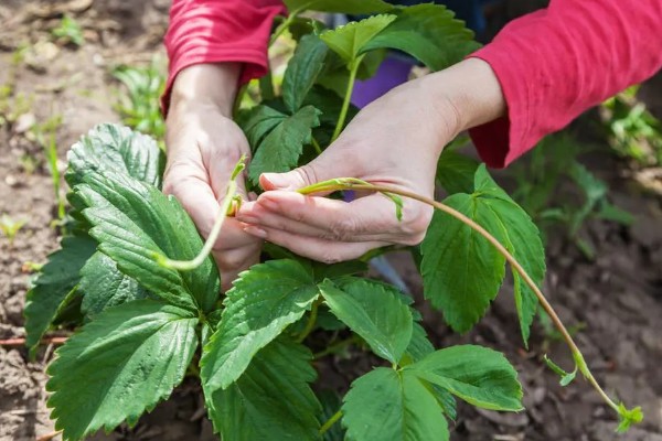 草莓烂根如何处理，需要使用专门的药剂