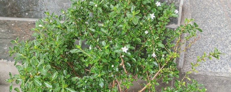 六月雪盆景冬天怕不怕冻，冬天怕冻