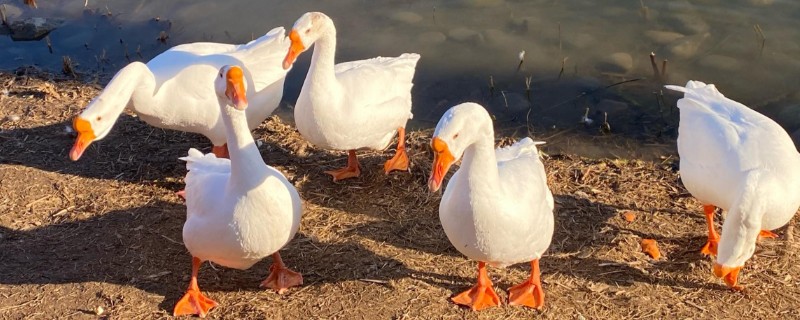 鹅的养殖方法，要注意给鹅群建造小房间