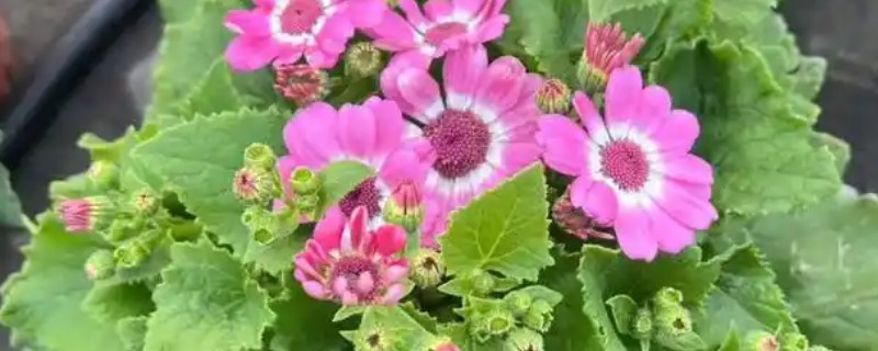 瓜叶菊花期过后怎么处理，需进行剪枝处理