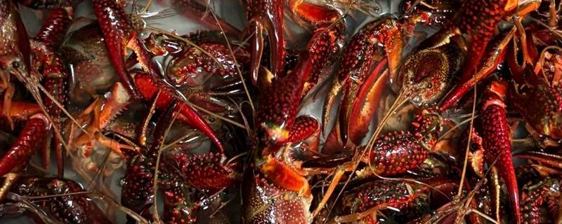 养龙虾喂什么食物，蚯蚓、鲜杂鱼、玉米均可饲喂