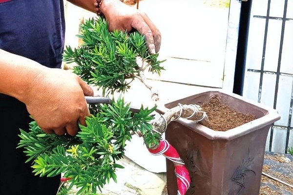 罗汉松的造型时间，在7-8月间进行